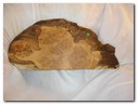 Large Board in English Burr Oak